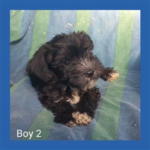 Schnauzer miniature puppies.