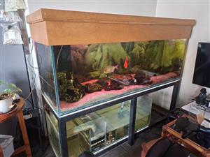 Fish Tank - Freshwater - All accessories - Ready to go