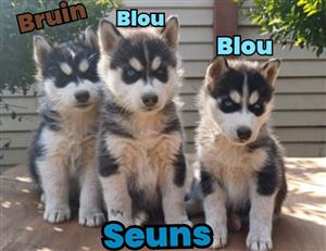 Husky Puppies