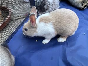 2 baby Netherland dwarf rabbits for sale 