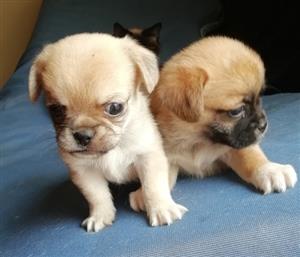 pekingese x jack russell