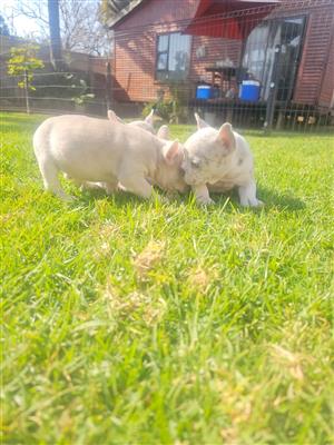 Gorgeous Exotic French bulldog puppies available