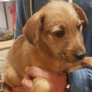 Jack Russell X Wire Terrier 