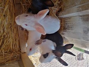 Bunnies for sale