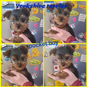 Yorkie Small pocket boy