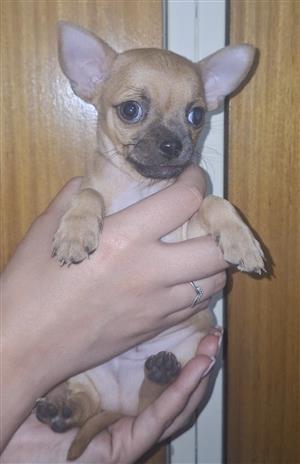 Chihuahua puppies 