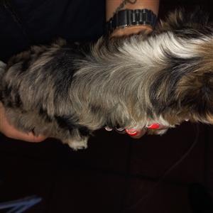 Yorkie puppy