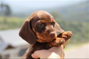 Miniature Duchshund Puppy