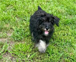 Schnauzer puppy for sale