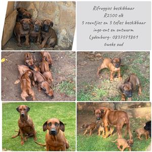 Ridgeback Puppies for Sale