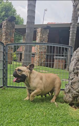 Bella : Frenchie French Bulldog puppies / adults for sale