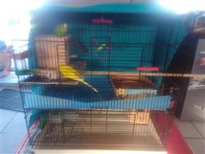 Budgie breeding pair & accessories for sale