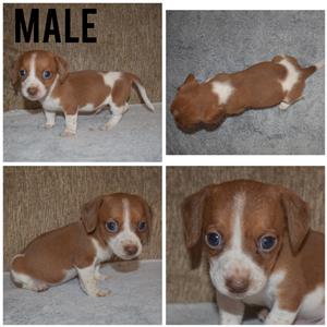 Dachshund X Jack Russell puppies for sale