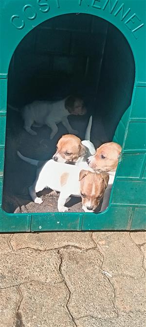 Jack Russell puppy 