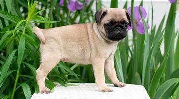 8 Weeks Old Beautiful Fawn Pug Puppy Now Ready