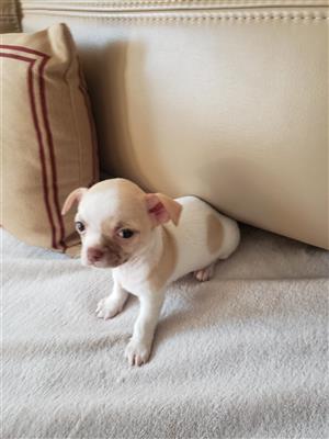 Junkmail chihuahua sale puppies for sale