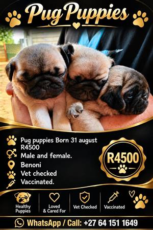 Pug puppies