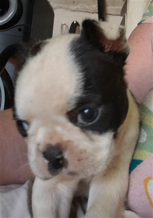 2 Boston puppies for sale 