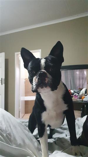 boston terrier puppies for sale junkmail