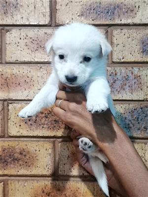 Lovely Maltese puppies for sale