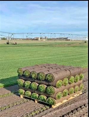 Kikuyu grass