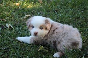 Australian shepherd puppy for sale