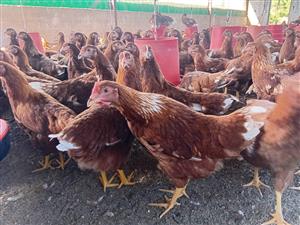 HyLine Henns for sale around 17weaks old from around 15 October 