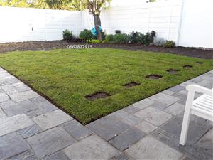 100% WEED FREE BUFFALO KIKUYU LAWN GRASS