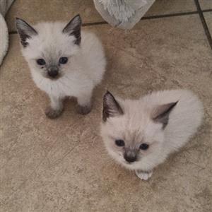 Siamese Ragdoll kittens