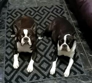 Beautiful Boston Terrier Puppies 