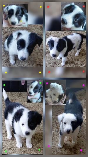 Border collie puppy's looking for loving homes 