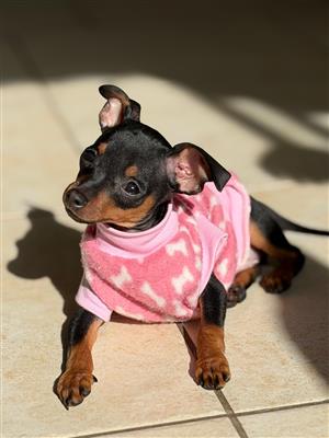 Miniature Pinscher Puppies 