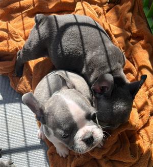 Stunning French bulldog puppies available