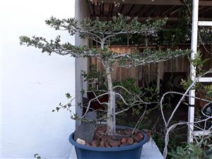 Large bonsai collection for sale