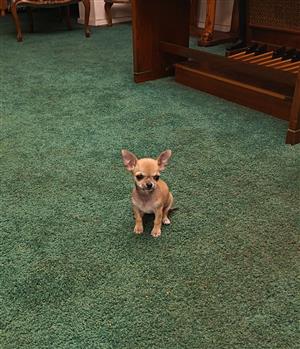 Chihuahua puppies 
