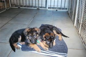 German Shepherd Puppies Bred for Excellence, Built for Loyalty