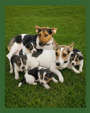 Jack Russel pups