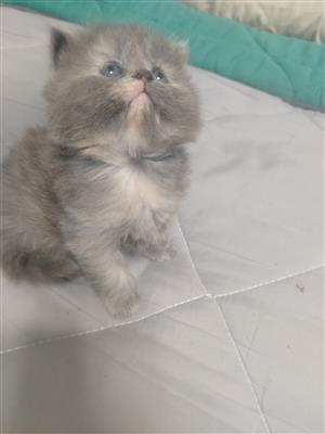 Persian kittens for sale