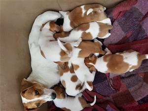Jackrussels for sale