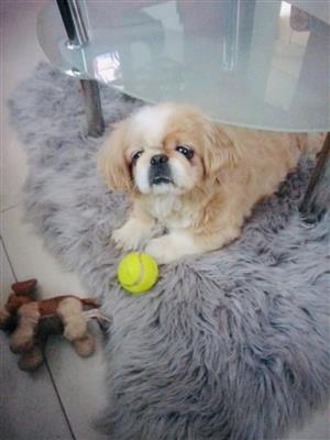 Matured male Pekingese 