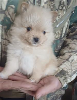 Toypom puppies