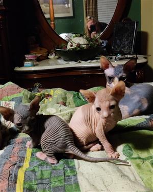 Playful and loving Sphynx kittens