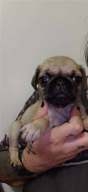 Pug puppy