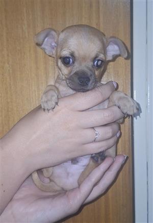 Chihuahua puppies 