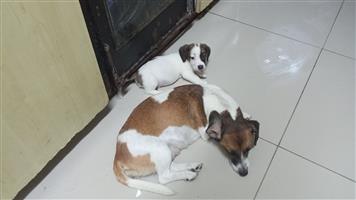 Short legged jack Russell puppies 