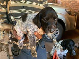 German Short Haired Pointer Pups Junk Mail