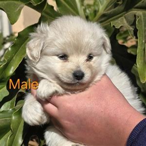 toypom puppies available 