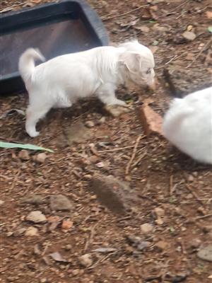 Beautiful miniature maltese puppies available