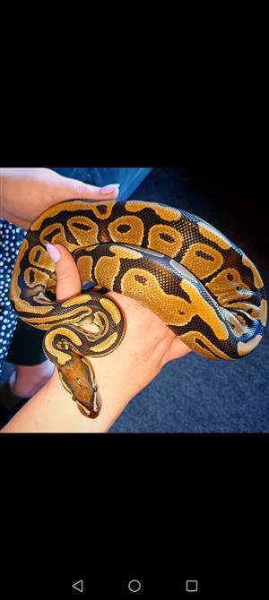 I have 1x ball python and 2x corn snakes complete with there enclosures for sale