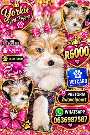 YORKIE FEMALE PUPPY 